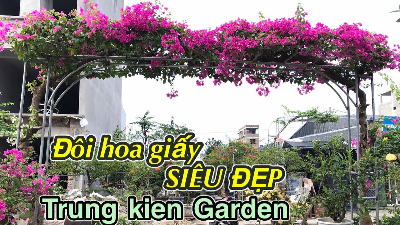 Cặp hoa giấy gác cổng siêu đẹp ! Trung kiên garden, Xuân Quan, Văn ...