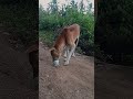 Dog Tries Yogurt for the First Time 🐾🥣 | Cute & Funny Reaction #viral