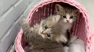 We are afraid of everything  Kittens get to know our home