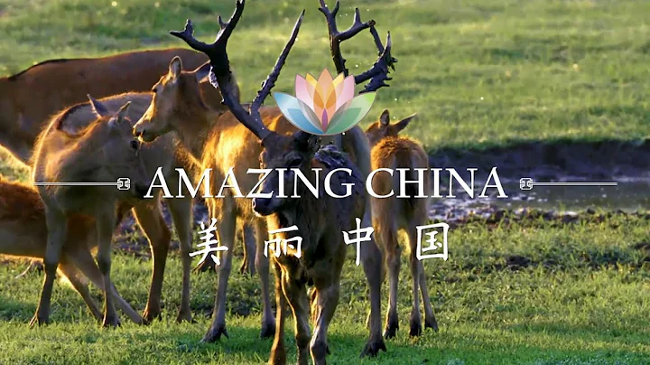 Amazing China: A Home Coming Story of Milu Deer| CCTV English - DayDayNews