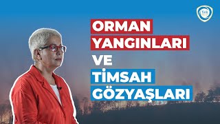 Orman Yanginlari Ve Ti̇msah Gözyaşlari