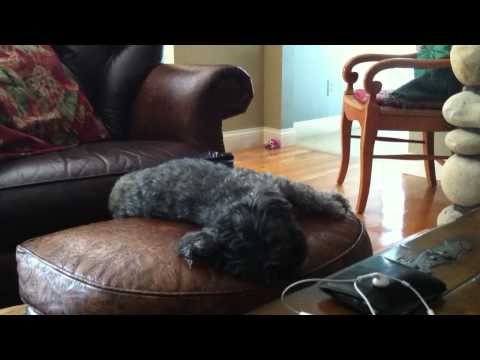 Doggies Have Dreams Too!