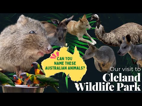 Cutest Australian Animals @ Cleland Wildlife Park | South Australia | Things To Do in Adelaide