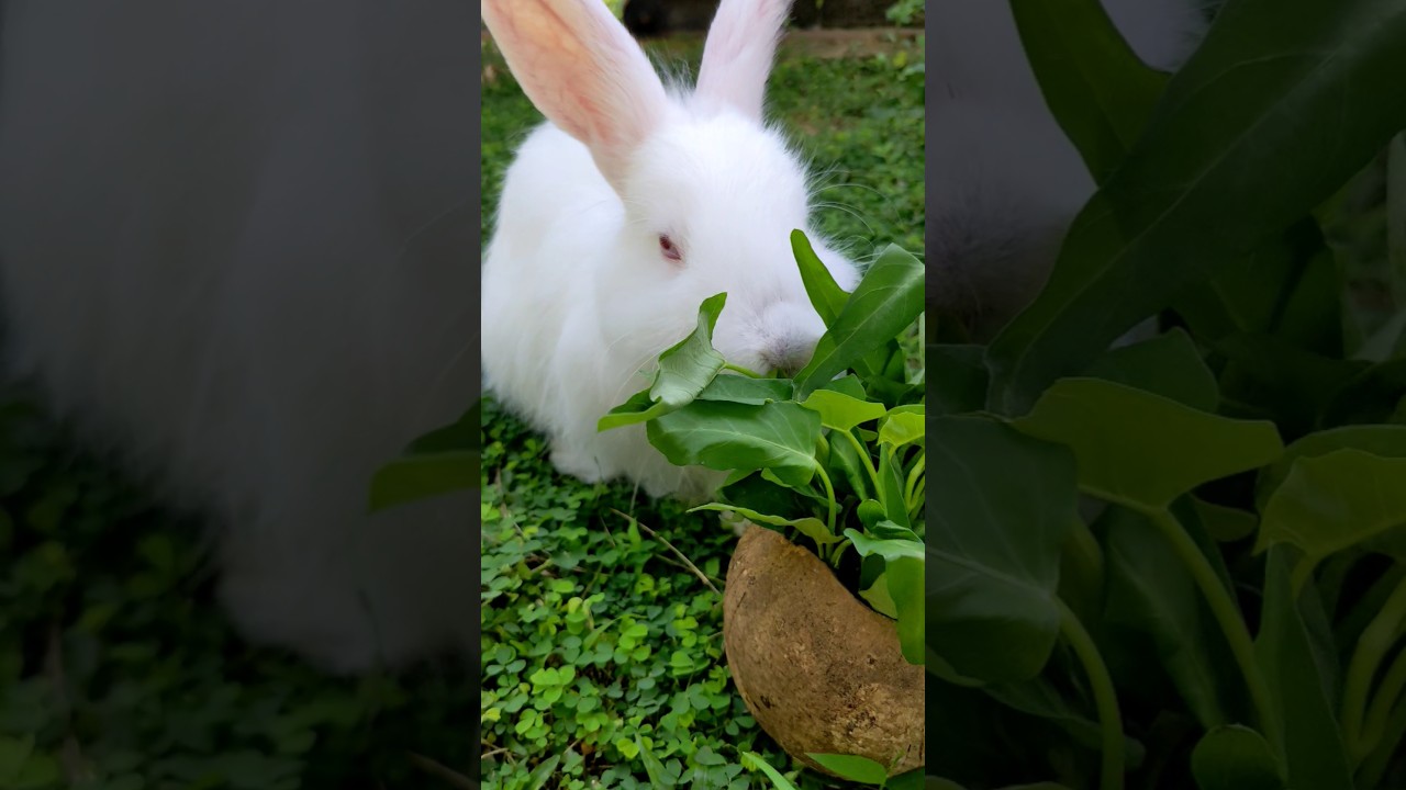A cute rabbit eating fresh greens while never loosing the eye contact 