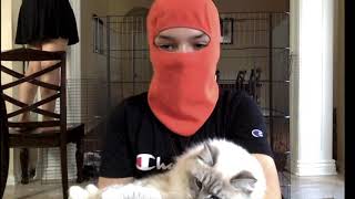 Fun Building the Cage.  Stormy helps a little, behind the scenes. by Magic Siberians 296 views 3 years ago 7 minutes, 13 seconds