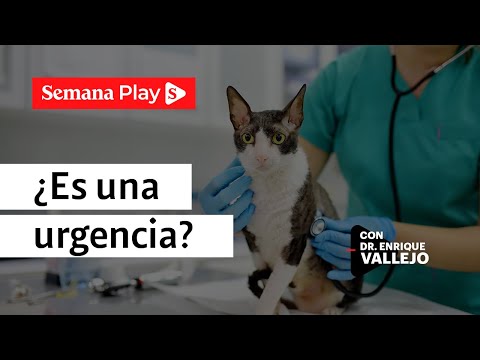 ¿Cómo saber si es una urgencia veterinaria? | Enrique Vallejo en Salud Animal