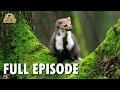 Wild america  s7 e3 meet the marten  full episode  fangs