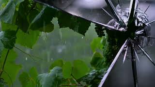 Rain Through a Broken Window β 4 Hours of Natural Ambience