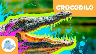 CROCODILO 🐊 Animais para crianças 🏞️ Episódio 14