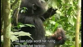 PREDATORS - Meat Eating Chimps