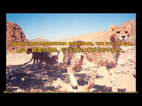 アジアチーターは家畜を襲う Aziatskij Gepard Napadaet Na Domashnij Skot Youtube