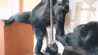 Silverback envious of brother gorilla playing with sisterShabani Group