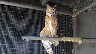 Meet The Great Horned Owl