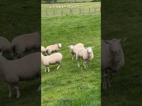 Charming English Countryside Sheep #shorts #stanbury #haworth #west Yorkshire