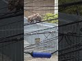 Incredible Mama Possum Carries Her Kids Across Wire!