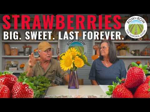 The Secret To Growing BIG, Sweet Strawberries