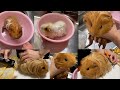 PuiPuiモルモット美容室、Barberこうちゃ開店|Guineapig|お風呂
