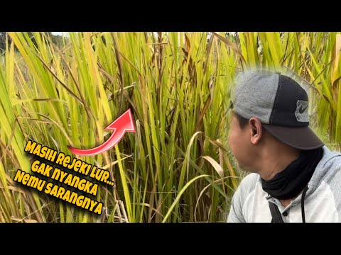 Gak musimnya tapi masih nemu sarangnya,,, emang rejeki gak kemana 😊😊😊