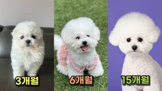 미니비숑 성장과정 (비숑프리제 성장기, 강아지 3개월부터 15개월까지 )