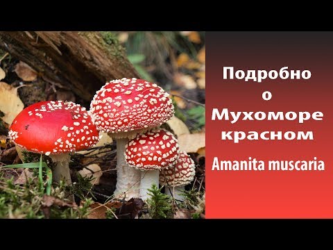 Video: Cum Să Recunoașteți Agaricul Cu Muște Sau Amanita Citrina