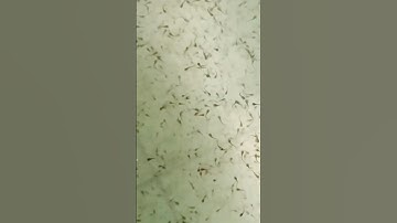 Cung cấp bột Cá Trê Lai + bột Cá Trê Vàng ở Hồng Ngự (Đồng Tháp) 0966180221 #Shorts