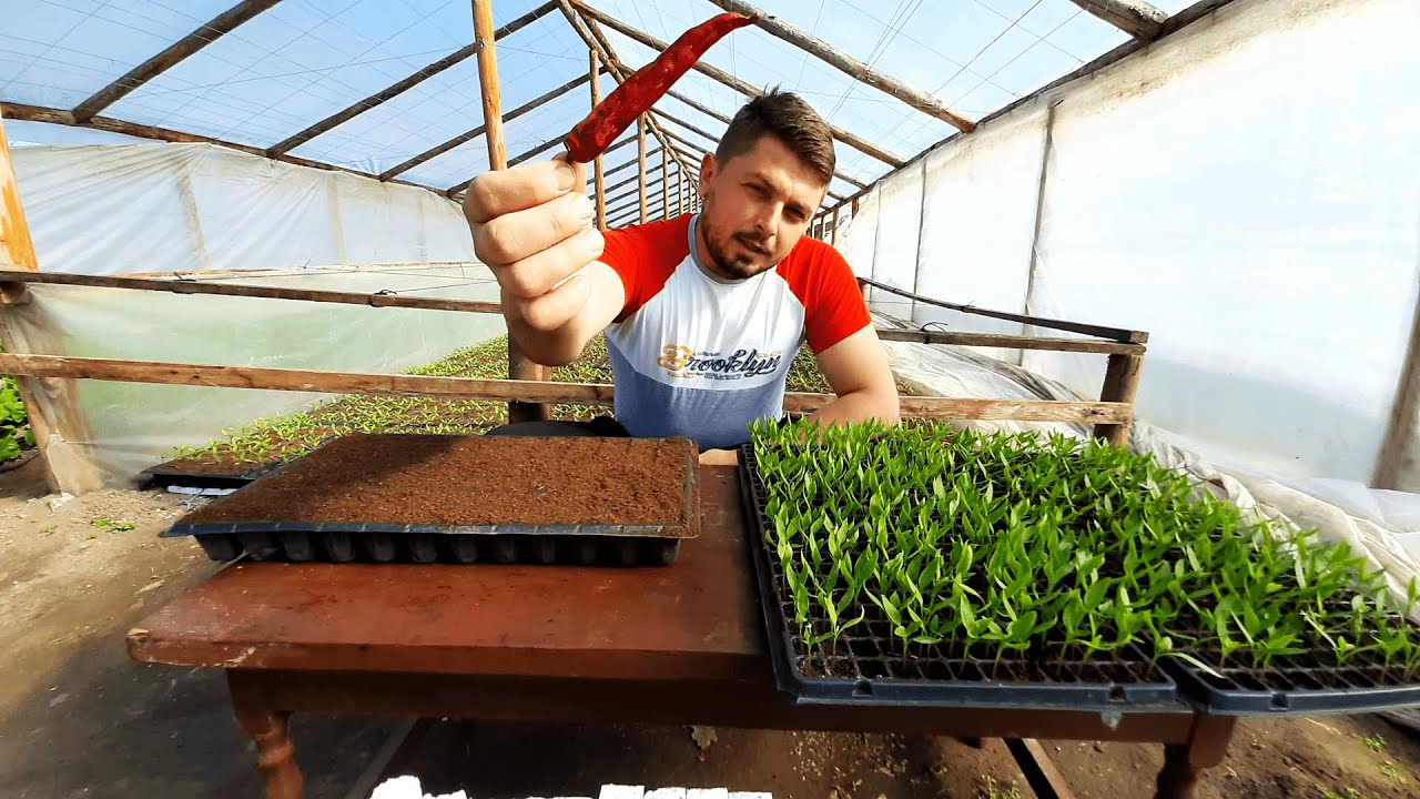 REPICAREA RĂSADULUI DE ARDEI CAPIA SI IUTE