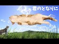 【初対面】保護した子猫が先住猫(将来の妻)に初めて会ったら〜君のとなりに〜