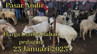 Harga Domba Bahan pedaging hari ini 23 Januari 2023 || Harga Domba Pasar Andir hari 23 Januari 2023