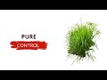 Citronella (Cymbopogon) : This Plant Is Quietly Controlling Its Environment