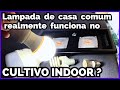 Lmpada de led comum de casa no cultivo indoor  d para comear  vantagens e desvantagens fcil