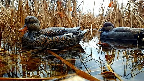 Avian-X Gadwall Decoy Review!