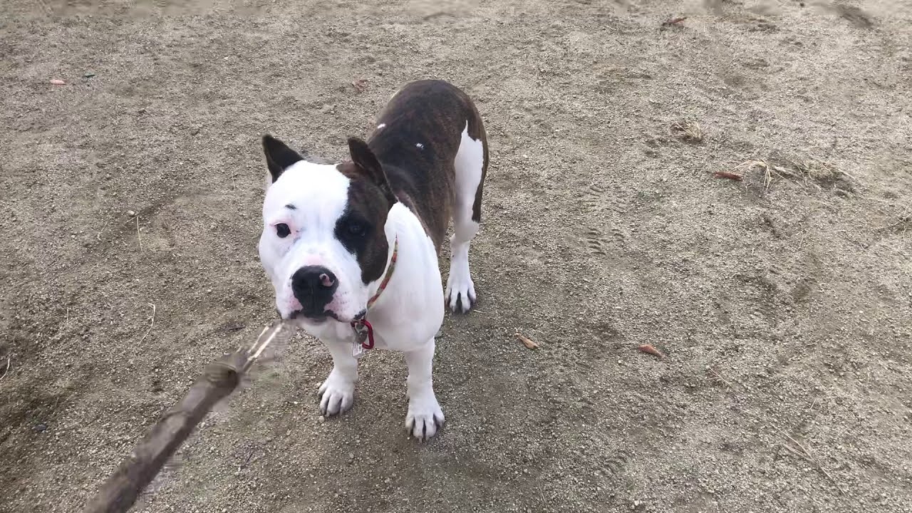 犬の訓練 早朝の公園にて 相棒のアメリカンピットブル 八兵衛くん とお散歩 落ちている棒を投げて持ってこさせたいのですが 棒を返してくれない どうしたら返してくれるのでしょうか Youtube