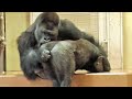 Shabani and Kiyomasa play happily with each other, showing the bond between father and son. Gorilla.
