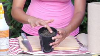 How to Plant an Avocado Seed in Soil : Garden Seed Starting