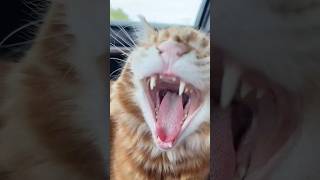 Too Much Playing Then The Biggest Yawn