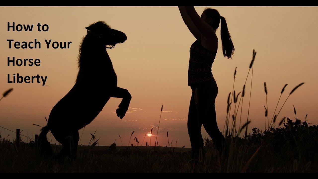 The Fundamentals Behind Teaching Your Horse Liberty YouTube