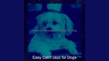 Pulsating Ambience for Calm Dogs