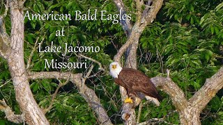 American Bald Eagles at Lake Jacomo, Missouri by Dennis Schuller jr 112 views 9 days ago 5 minutes, 9 seconds