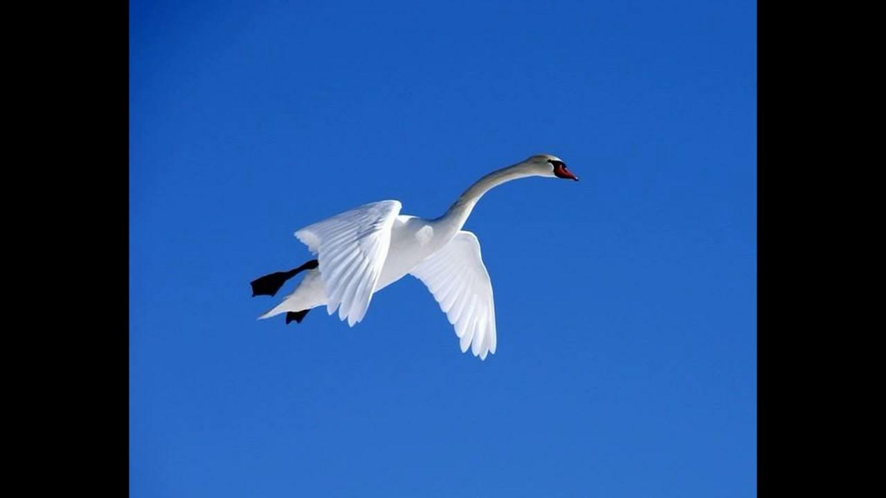 Песня лебедушку выкликал. Лебеди в небе. Белые лебеди летят. Танец белый лебедь летал лебедушку. Лебедь летит вид сверху.