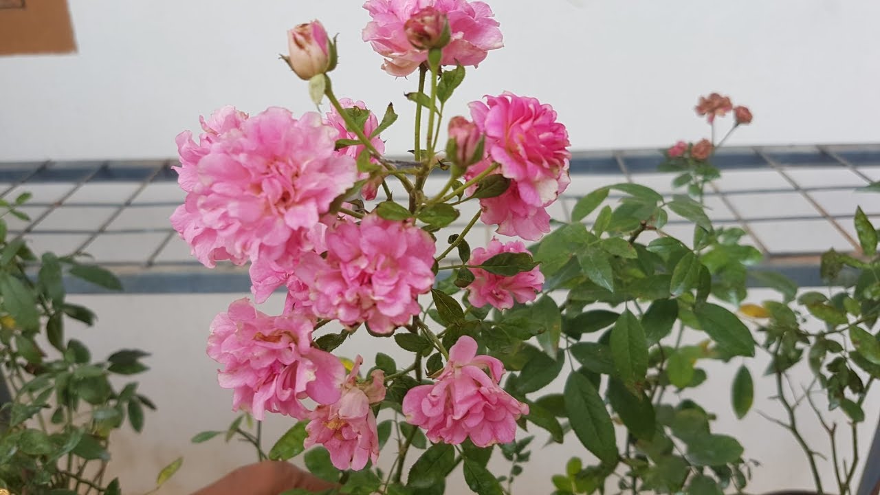 ബഡ് റോസ് ഇങ്ങനെ സംരക്ഷിക്കൂ | Rose Plant Care