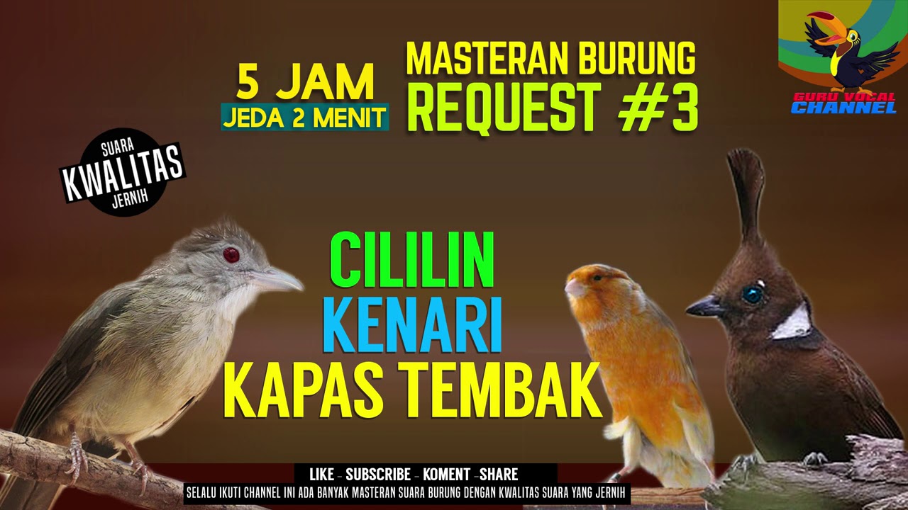 REQUEST MASTERING #4...JOSS GANDOOSSSS...3 in 1 MASTERAN KICAU BURUNG CILILIN KATEM KENARI..AMBYAAAR