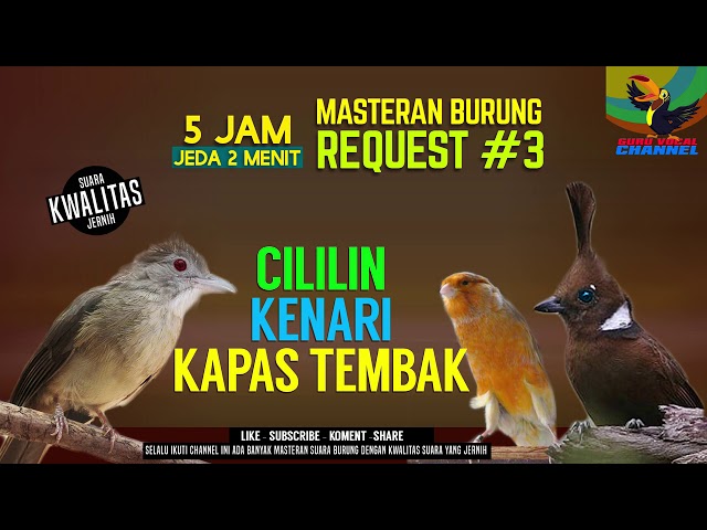 REQUEST MASTERING #4...JOSS GANDOOSSSS...3 in 1 MASTERAN KICAU BURUNG CILILIN KATEM KENARI..AMBYAAAR class=