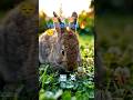 United vet for End #shortvideo #ai #animals#trending