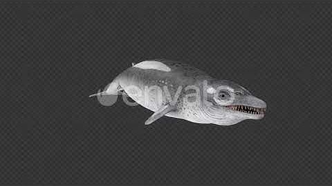 Basilosaurus Idle And Porpoising Pack 6 In 1 | Motion Graphics - Envato elements