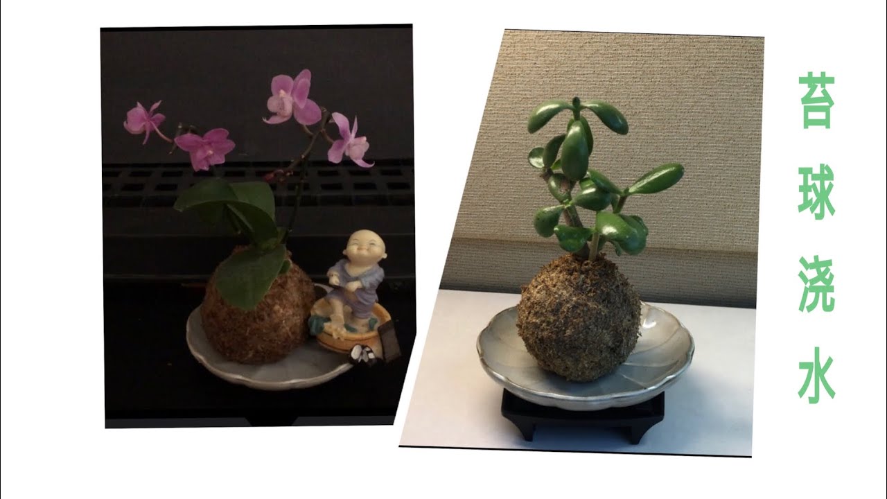 兰花 苔球兰花的浇水 施肥过程watering Orchid In Moss Ball Youtube 兰花 苔球兰花的浇水 施肥过程watering Orchid In Moss Ball Youtube