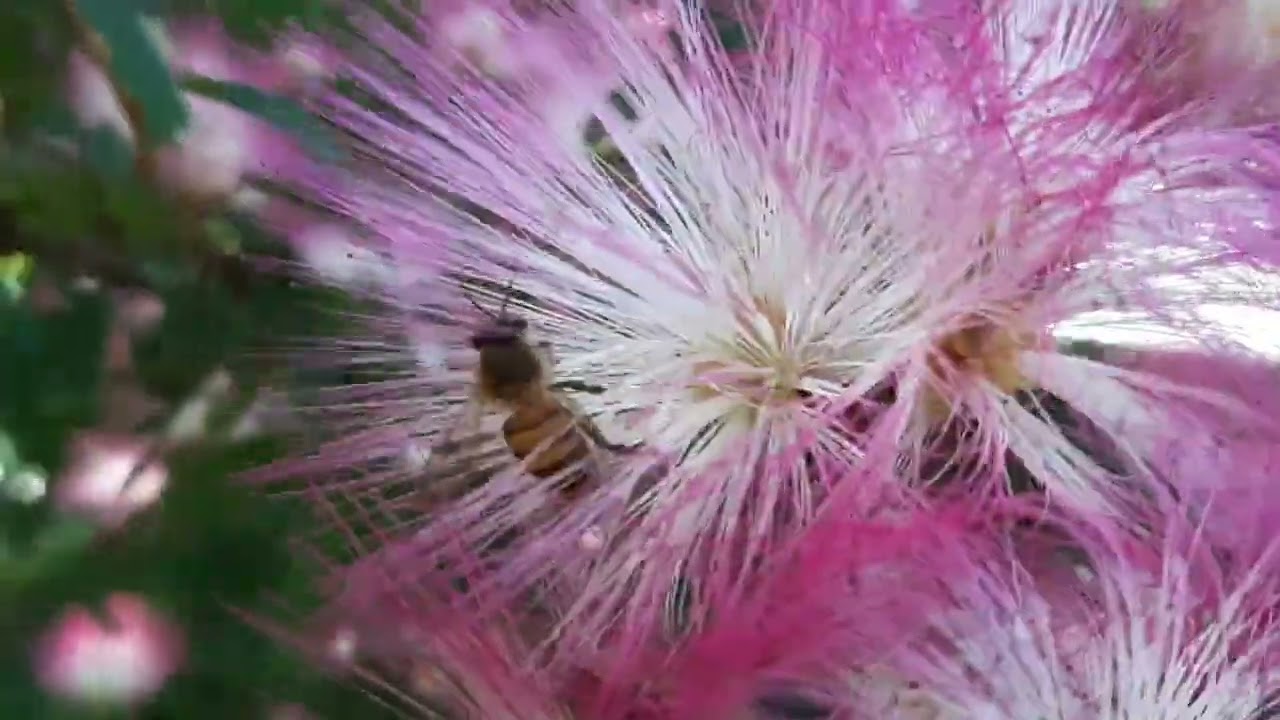 合歡花 Youtube 合歡花 Youtube