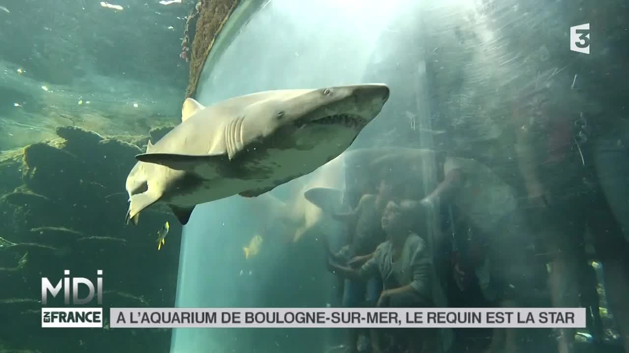 Animaux A L Aquarium De Boulogne Sur Mer Le Requin Est La Star Youtube