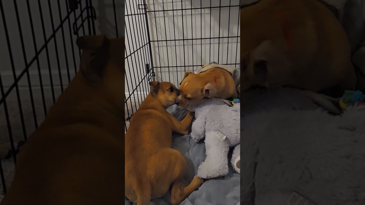 Angry chihuahua #funny #angry #angrydog #angrydogs #fypシ #chihuahua #dogs #cute #dogsfighting