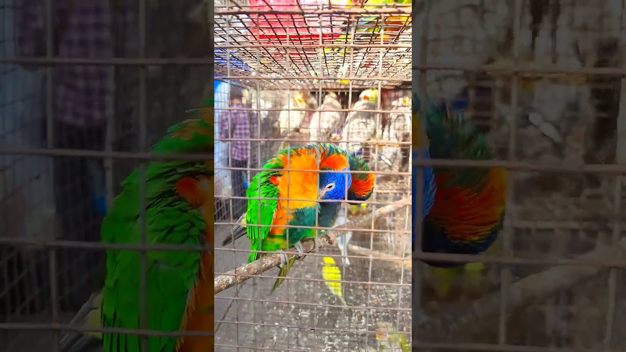 Happiness comes with feathers. 🦜 Ready for a new home?                      #BudgiesForSale  #Budgie