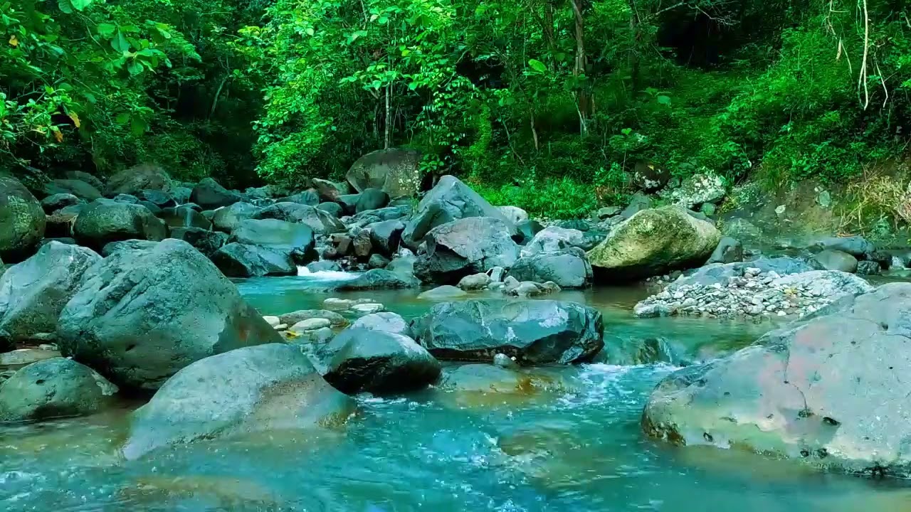 Calming Forest Ambience - Peaceful River Stream Ambience - Relaxing Birdsong Sounds